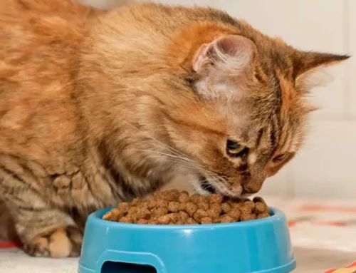 Soft Dry Cat Food: A Comprehensive Guide