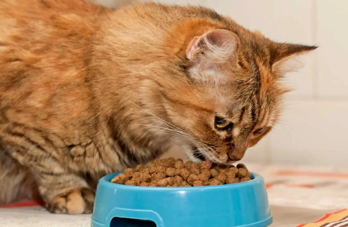 Soft Dry Cat Food